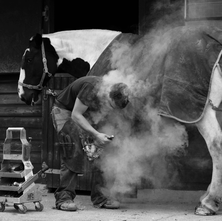 farrier shoeing horse